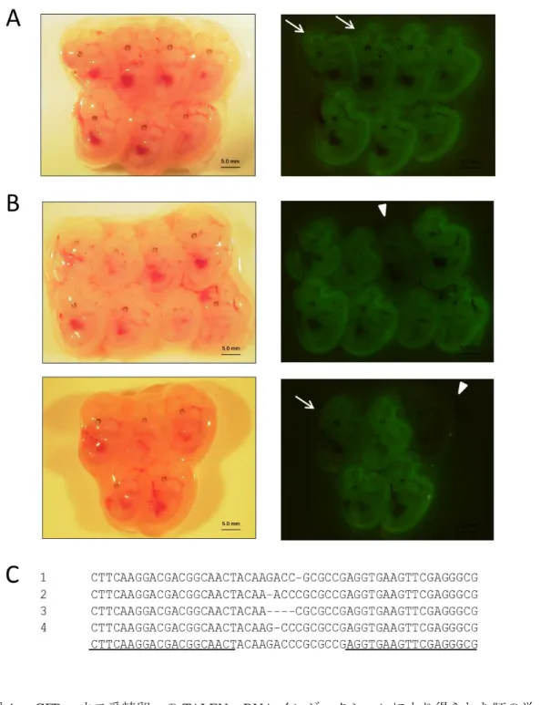 図 4  eGFP マウス受精卵への TALEN mRNA インジェクションにより得られた胚の蛍 光観察。左は可視光下画像、右は励起光下画像。胎生 12.5 日に観察した。(A)  10ng/µl の TALEN mRNA インジェクション後の移植胚。矢印は弱蛍光を発する胚を示す。(B)  100ng/µl  の TALEN  mRNA インジェクション後の移植胚。蛍光消失胚（矢頭）と非常 に蛍光が弱い胚（矢印） 。(C)  胚の蛍光観察により、変異個体と推定された 4 胚の塩基 配列。2,4 は蛍光消失胚