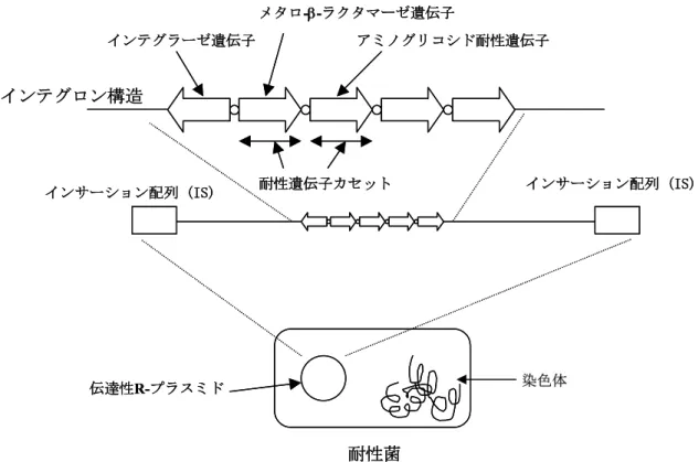 Fig. 2.   The structure of integron mediated the gene encoded IMP family. 