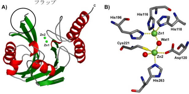 Fig. 3.      A) The overall structure of CcrA (PDB code, 1ZNB 12 ).    B) The active site of  CcrA 