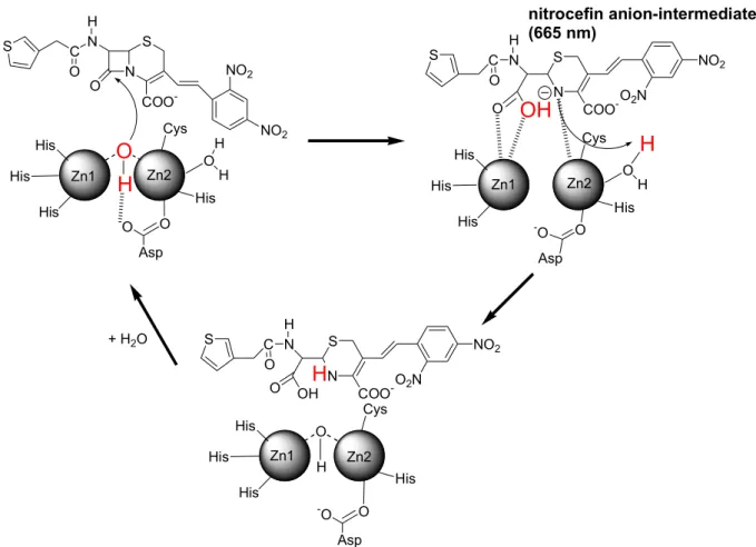 Fig. 5.      Proposed mechanism of nitrocefin hydrolysis by the di-Zn(II) MBL (CcrA) 