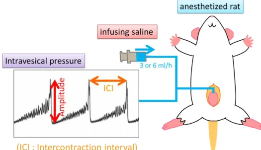 Fig. 1-2      Cystometry in rats with cyclophosphamide-induced cystitis 