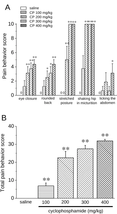 Fig. 1-3      Effect of cyclophosphamide on pain-related behaviors in mice. 