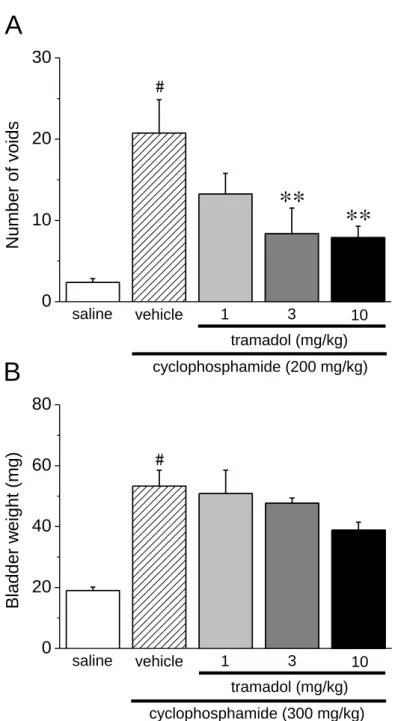 Fig. 1-6  Effects of tramadol on number of voids, and bladder weight in  cyclophosphamide-treated mice