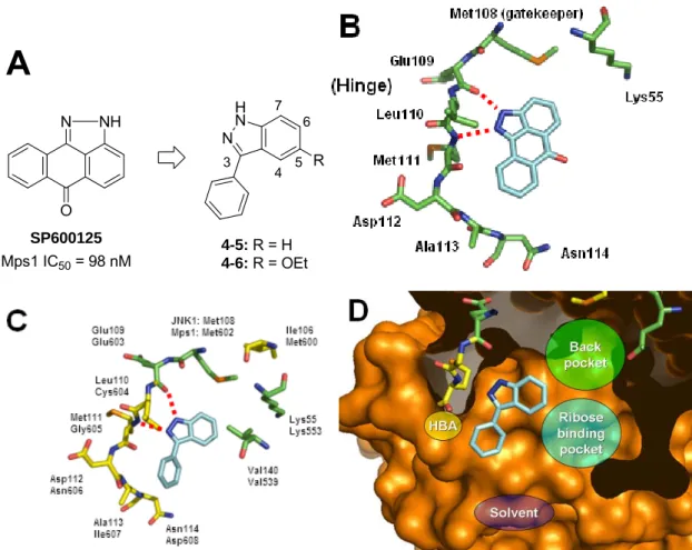 Figure 2-2. (A) Design of indazoles 4-5 and 4-6 from SP600125; (B) X-ray structure of SP600125 bound to  JNK1 (1UKI)