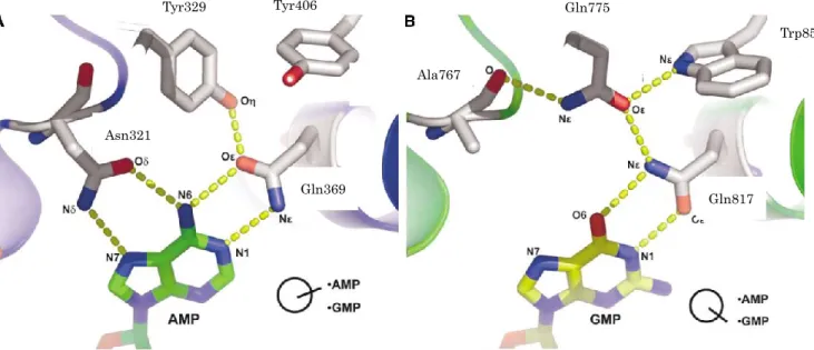 Figure 1. PDE 分子中のグルタミンによるヌクレオチド選択性の制御。A) PDE4D における cAMP の認識