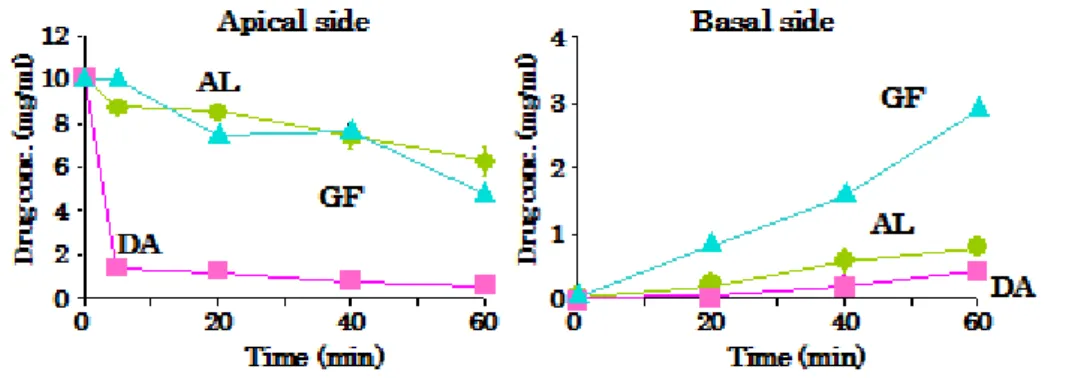 Fig.  2  Time course of apical  and basal concentration of three drugs in permeation  experiments in Caco-2 monolayer 