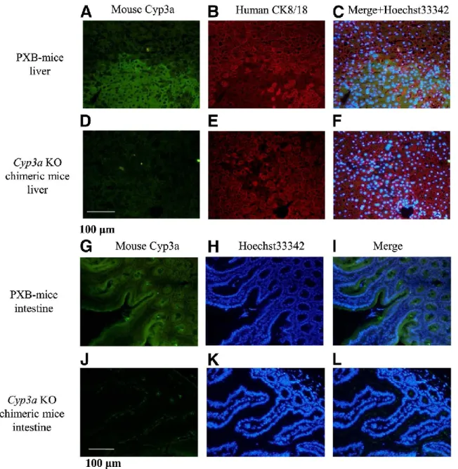 Figure 3.  免疫染色法による PXB マウスおよび Cyp3a KO ヒト肝キメラマウスの肝および
