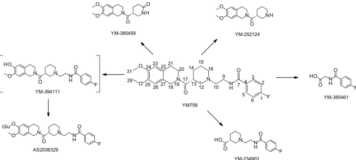 Figure 4. Postulated metabolic pathway of YM758 in humans 