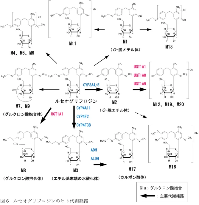 図 6  ルセオグリフロジンのヒト代謝経路 