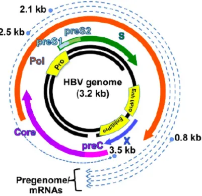 Figure 3. Schematic of the HBV genome and relative location of virus RNA and proteins on the genome