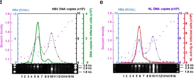 Figure  4.  Construction  of  HBV/NL  plasmids  and  characterization  of  recombinant  viruses