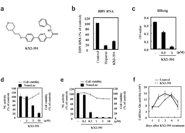 Figure 9. KX2-391 inhibits HBV replication. (a) The compound structure of KX2-391. (b) HepG2/NTCP  cells were infected with 100 equivalent copies of HBV wild per cell in the presence of 100 U/ml heparin  and 10 µM KX2-391