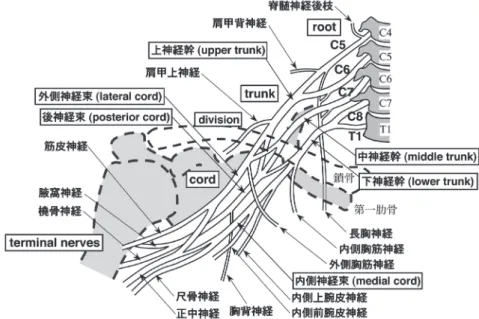 図 1 腕神経叢の解剖  （文献 2）より許可を得て引用）