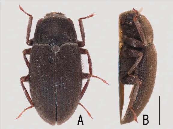 Fig. 1. Holotype of Dryopomorphus laosensis sp. nov. in dorsal (A) and lateral (B) views