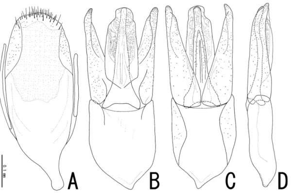 Fig. 2.  Male genitalia of Dryopomorphus laosensis sp. nov. ― A, Sternite IX; B–D, aedeagus in ventral (B),  dorsal (C), and lateral (D) views.
