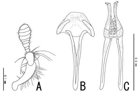 Fig. 3. Male antenna (A) and female genitalia (B, C) of Dryopomorphus laosensis sp. nov