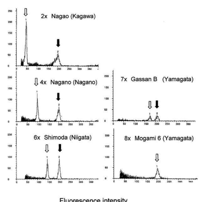 Fig.  1.  Histograms of frequency distribution of fluorescence intensity obtained from  DAPI-stained nuclei i n   A