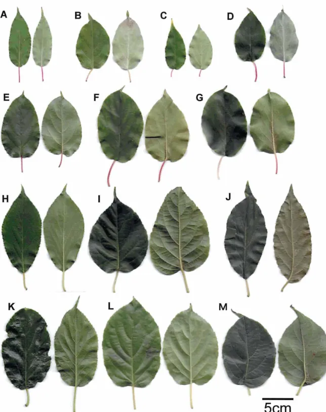 Fig. 3.  Leaf  morphology of  ploidy variants  in  A.arguta  in  Japan 