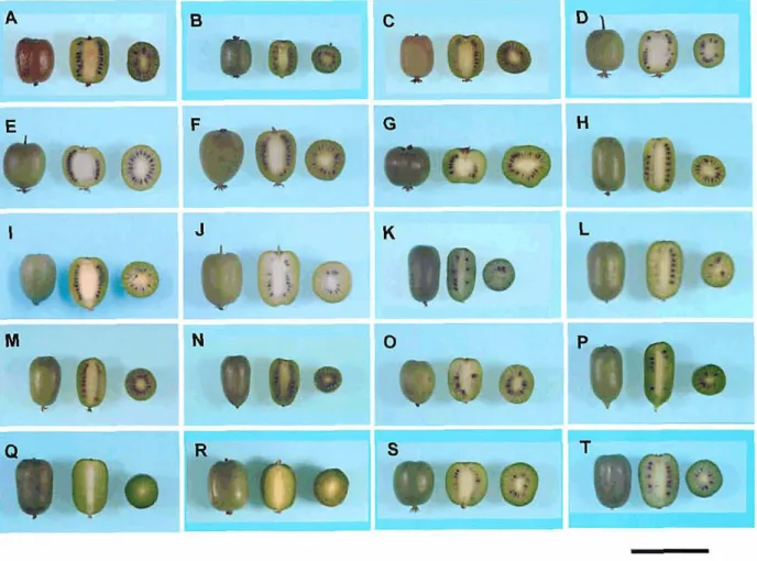 Fig. 4. Fruit of ploidy variants in A.  arguta  in  Japan 