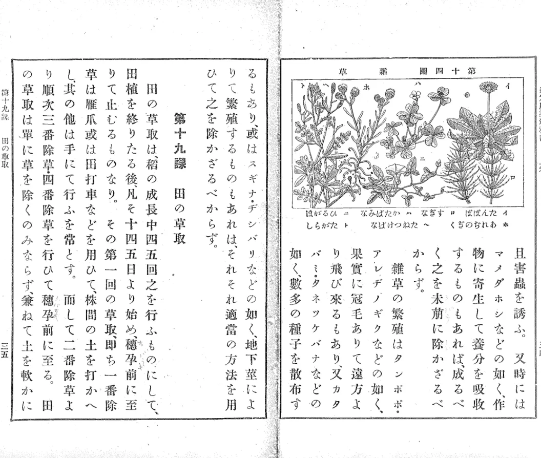 圖 四 十 第 謳草 制定農業教科書  上窓 なみば穴か．・ヽなぎずff ぽぽん穴４  なばけつねた〜  くぎのぢれ心ｔはがるひーしらがた 卜 三四且害轟を誘ふ︒叉時にはマメダホシ右どの如く︑作物に寄生して養分を吸敢寸心も？もあれば︑成るべく之を未前に除かざるべからず︒ 盤草の繁殖はタンポぞア＾ビデゾギク右どの如く︑果賓に冠毛ありて遠方より飛び束るもあり︑叉カタバミ・タネッケバナ去ここの如く︑数多の律子を散布するも詣ｈノ︑或はスギナ尹シバリ庖どの如く︑地下茎によりて繁殖するものもあれは︑それそれ返信の方法を