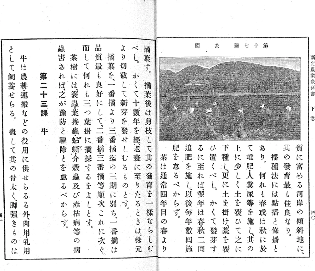 圖 七 十 第園茶 新 定 農 業 激 科 書     下   雰 四 〇質に富める河岸の傾斜地に︑具の冊育最も佳良なり︒ 播種法には鮎播と條播とあり︒何れも春或は秋に於て堆肥・人糞尿等を施し︑其の ｙ上に少しく土を覆ひて︑之に下種し︑更に土を︒掛け︑藁を覆ひ置くべし︒かくて殼芽するに至れば︑翌年は春・秋二回追肥を施し︑以後毎年徴回施肥を怠るべからず︒茶は通常四年目の春よリより切截して新芽を殺せし七るものとす︒ 摘葉を︑一番摘より三番摘迄め三期に別ち二番摘は品質最む良好にして︑二番摘・三番摘等順次これに次ぐ