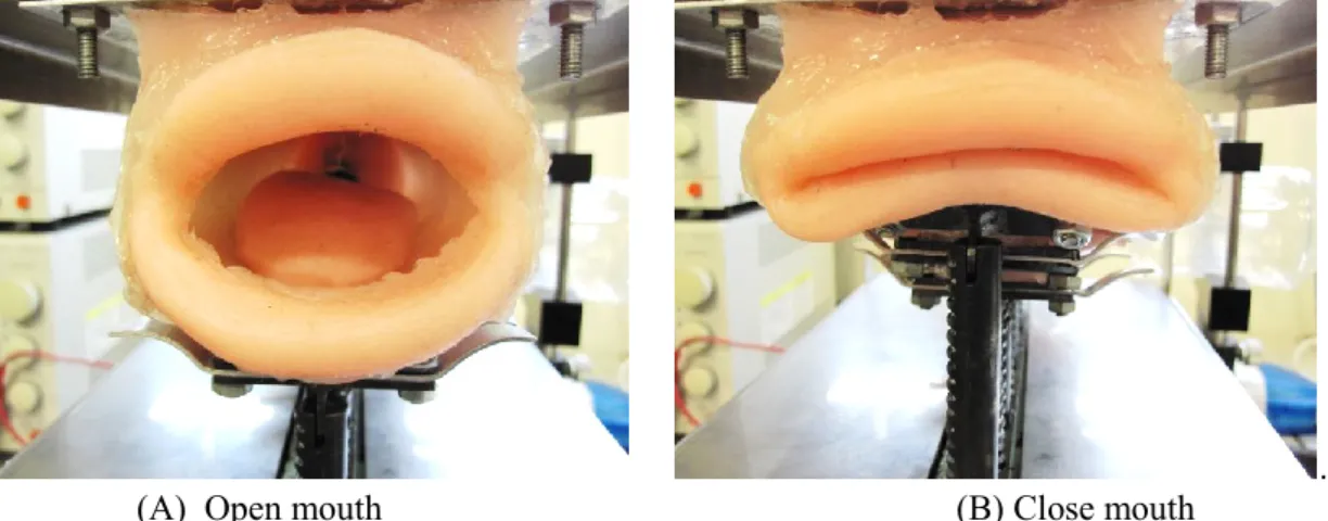Figure 3.5 Lip closure and opening 