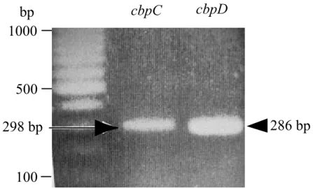 Fig. ２  RT-PCR analysis of cbpC and cbpD gene expressions in M. xanthus growing cells