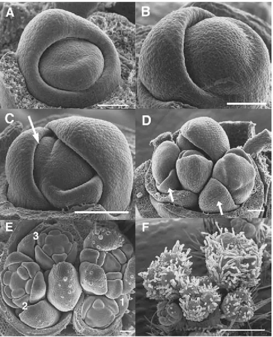Fig. 2 Inﬂorescence initiation and development of T. hybrida.