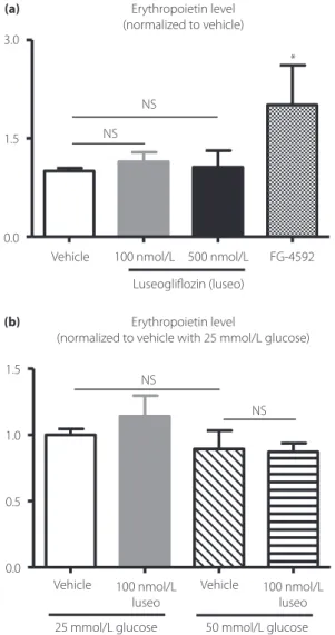 Figure 5 | Effect of luseogliflozin (luseo) on erythropoietin production in human induced pluripotent stem cell-derived  erythropoietin-producing cells