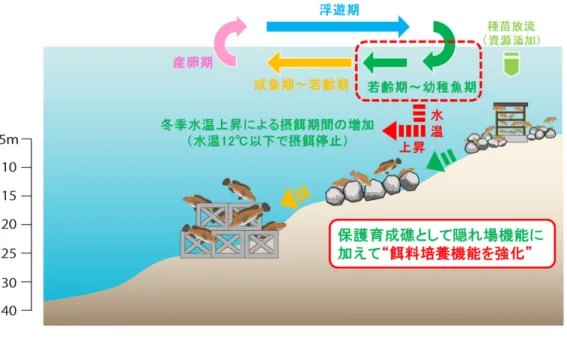図 -4.4.10  水 温 上 昇 に 伴 う キ ジ ハ タ の 漁 場 整 備 に お け る 課 題