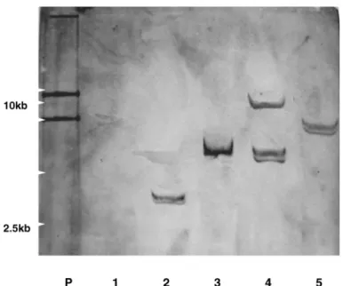 Fig .4. Southern blot analysis of the transformed plants derived from Dianthus callus .