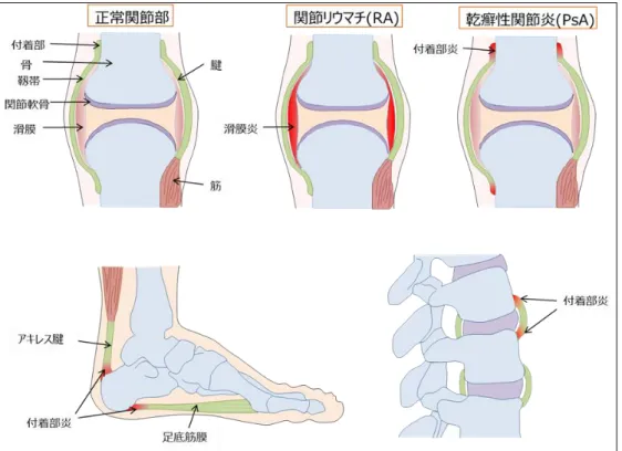 図 2. Synovial-Entheseal Complex 