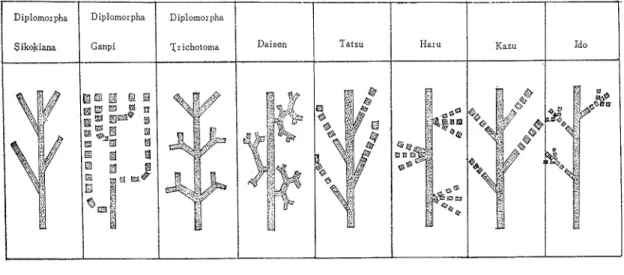 Fig  9  Diagram  showing  types  herbaceous  par tc,  and  woody  parts  of  ganpi orpha Dlplomoipha 