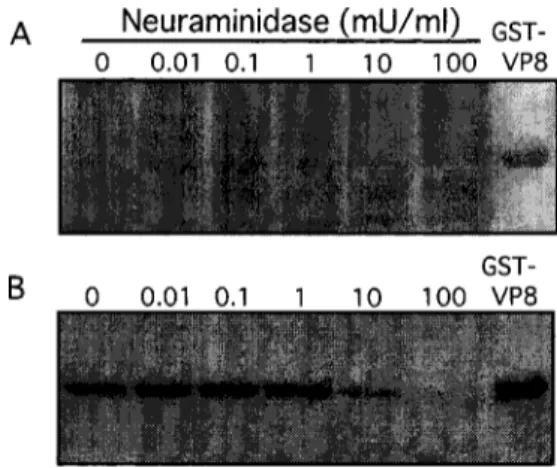 Fig. 1. Infectivity of rotaviruses in MA104 cells treated with neuraminidase from A. ureafaciens (closed bars) or C