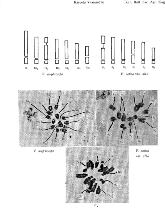 Fig  2  Ideograms  and microphotographs  of  somatic chromosomes  of  the palents  and F, 