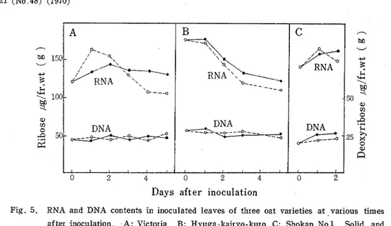 Fig.  5.  RNA  and  DNA  contents  in  inoculated  leaves  of  three  oat  varieties  a t  .various  times  after  inoculation  A :  Victoria  B:  Hyuga.kairyo-kuro  C:  Shokan  No.1  Solid  and  dotted  lines represent  the  content  in  inoculated and un