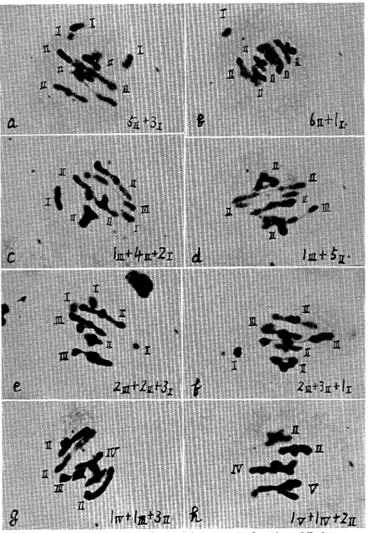 Fig  4  Photomicrographs of  types of  chromosome configuration at MI of  PMCs in the hybrid  between  V  pzlora  and  V  angurtgolza 