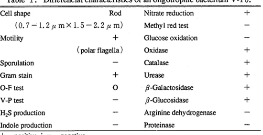 Table  1.  Diffesencial characteristics of  an oligotrophic bacterium  V-16. 