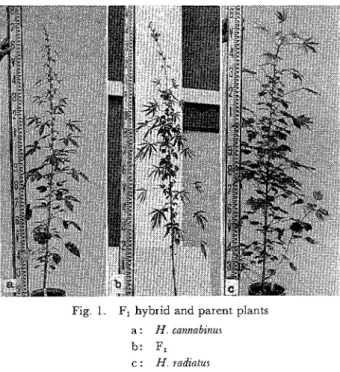 Fig  1  F1  hybrid  and  parent  plants  a  :  H  cannabznur  b :   F, 