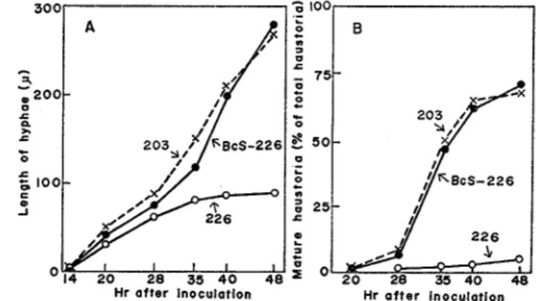Fig.  1 shows the time courses of the elongation of infection hyphae and development of mature  haustoria  of  normally  incompatible  race  226  in  Shokan  1 leaves which  were  treated  with  BcS,  and  those  of  race  226  and  compatible  racc  203  