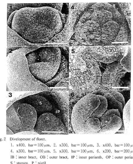 Fig. 2  Divelopment  of floret. 