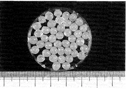 Fig.  1  Encapsulated  explants  (beads) 