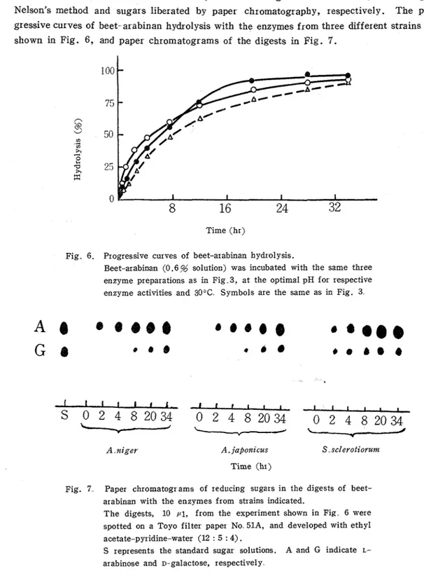 Fig.  7  Paper  chromatograms  of  reducing  sugars  in  the  digests  of  beet-  arabinan  with  the  enzymes from  strains  indicated