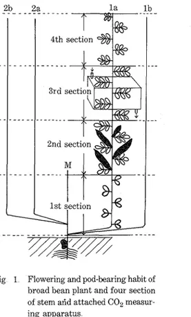 Fig  1  Flowering and pod-bearing habit of  broad bean plant and four  section  of  stem arid attached C02 measur-  ing  apparatus 