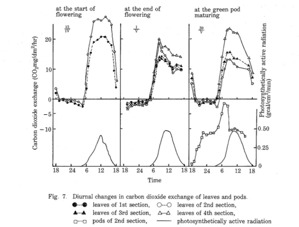 Fig  7  Diurnal  changes in  carbon  dioxide exchange of  leaves and pods 