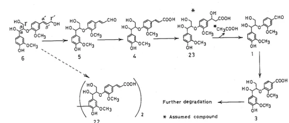 Fig  1-8  Proposed pathway for the catabolism of  guaiacylglycerol-8-coniferyl  ether  (6)  by  Fusarzum  solanz  M-13-1 