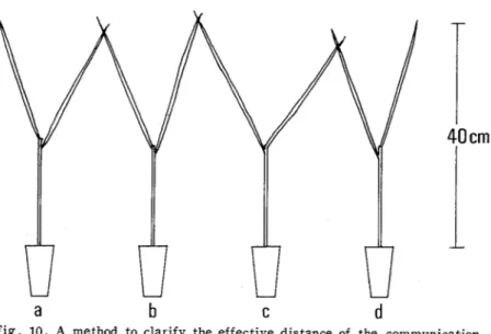 Fig.  10.  A  method  to  clarify  the  effective  distance  of  the  communication  through  vibration  signals  in  the  mating  behavior  of  the  planthoppers.