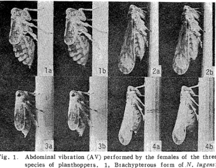 Fig.  1  Abdominal  vibration  (AV)  performed by  the  females  of  the  three  species  of  planthoppers