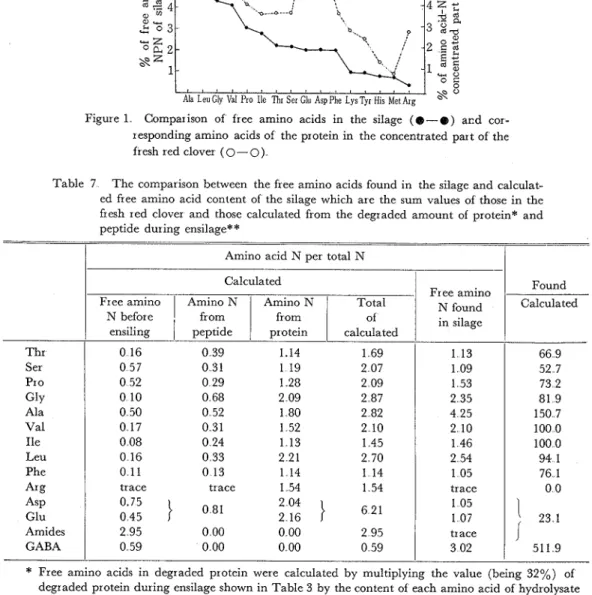 Table  7  The comparison  between  the free amino acids found  in  the silage and calculat-  ed  free  amino acid  content  of  the  silage which  are  the  sum  values  of  those  in  the  fresh  red  clover  and  those  calculated from  the  degraded  am