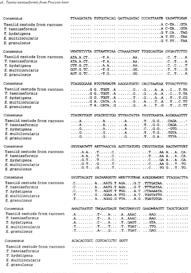 Fig. 2. Alignment of the partial mitochondrial 12S rRNA gene sequences of the present taeniid cestode from a raccoon and four species of taeniid cestodes, Taenia taeniaeformis, Taenia hydatigena, Echinococcus multilocularis, Echinococcus granulosus